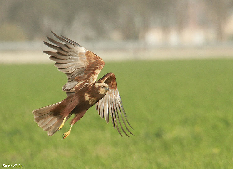  Marsh Harrier  Circus aeruginosus    ,Beit Shean valley, Israel ,December 2010 Lior Kislev                           